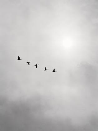 THE BIRDS