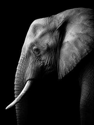 THE ELEPHANT