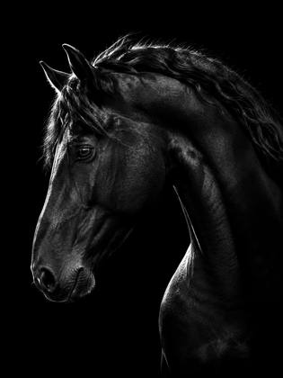 THE HORSE