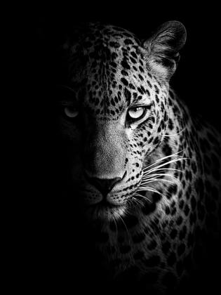 THE LEOPARD