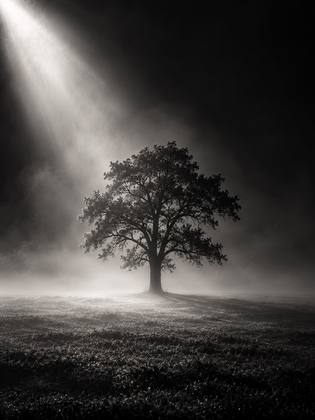 THE LONE TREE