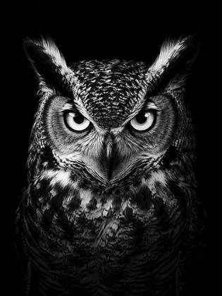 THE OWL