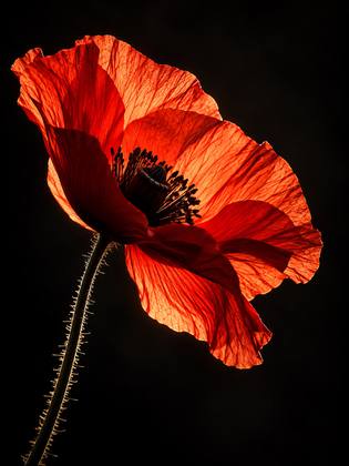 THE POPPY