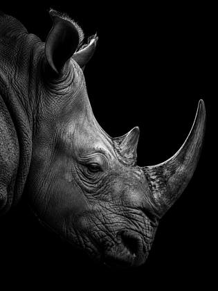 THE RHINO