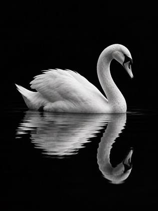 THE SWAN
