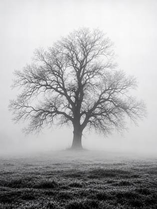 THE TREE