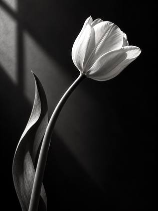 THE TULIP