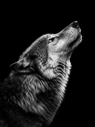 THE WOLF