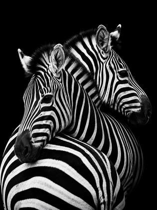 THE ZEBRAS
